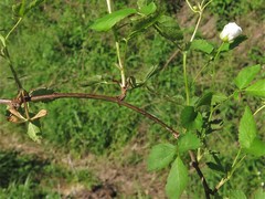 Rubus steelei