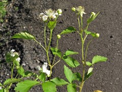 Rubus steelei