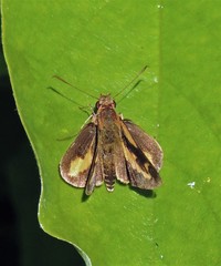 Lento krexoides