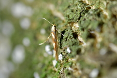 Stathmopoda caminora