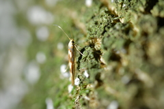 Stathmopoda caminora