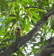 Psittacula alexandri