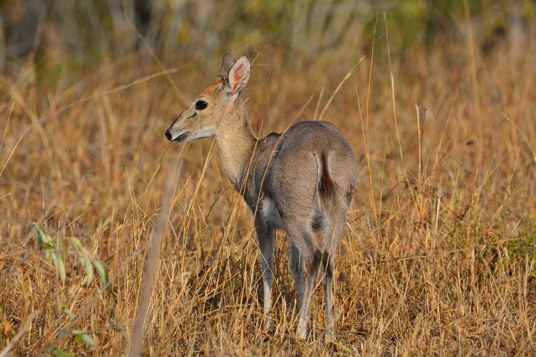 Marsof Duiker Common Duiker Female