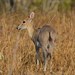 Grey Common Duiker - Photo (c) David Renoult, some rights reserved (CC BY-NC), uploaded by David Renoult