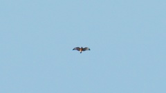 Buteo buteo