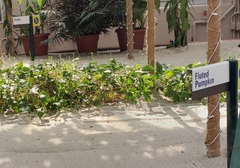 Telfairia occidentalis