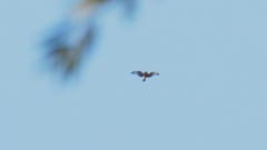 Buteo buteo