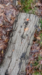 Trametes sanguinea