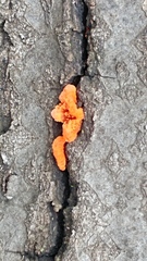 Trametes sanguinea