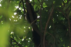 Callosciurus erythraeus