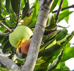 Psittacula alexandri