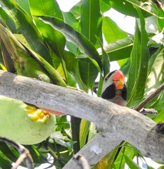 Psittacula alexandri