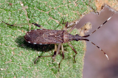 Dicranocephalus setulosus