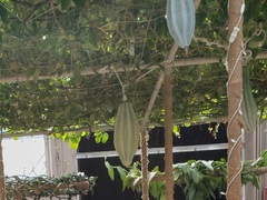 Telfairia occidentalis