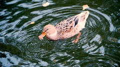 Anas platyrhynchos domesticus