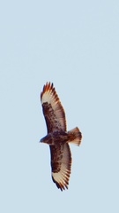 Buteo buteo