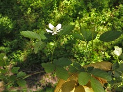 Rubus steelei