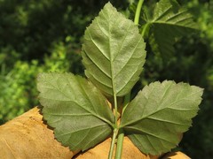 Rubus steelei