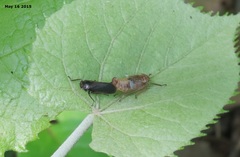 Diodontophorus