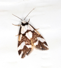 Thallarcha staurocola