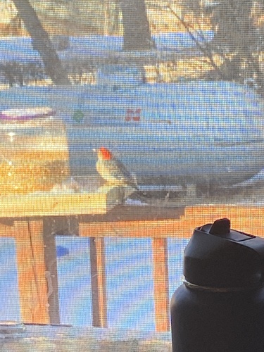 Red-bellied Woodpecker
