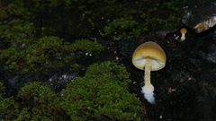 Pluteus hubregtseorum