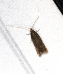 Lecithocera terrigena