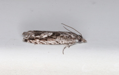 Holocola thalassinana