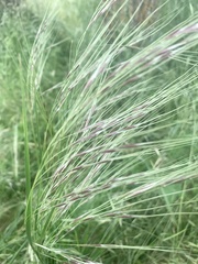 Nassella neesiana