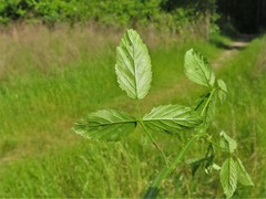 Rubus steelei