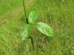 Rubus steelei