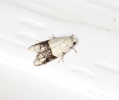 Tracholena sulfurosa