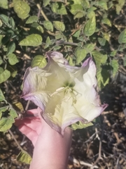 Datura wrightii