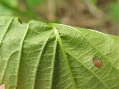 Rubus steelei