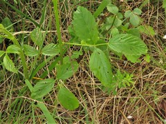 Rubus steelei