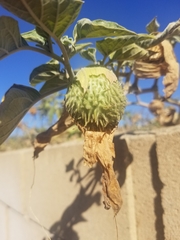 Datura wrightii