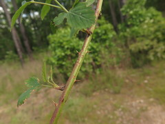 Rubus steelei