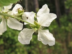 Rubus steelei