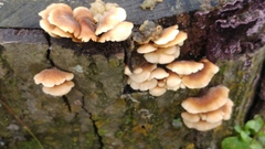 Basidiomycota