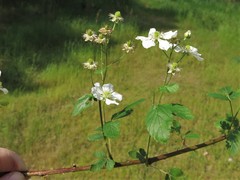 Rubus steelei