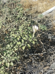 Datura wrightii