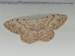 Scopula submutata