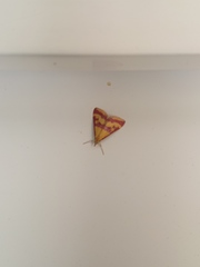 Pyrausta sanguinalis