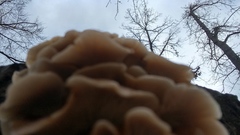 Basidiomycota