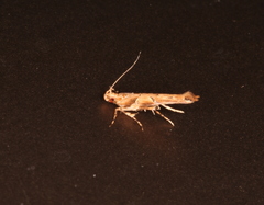 Pyroderces