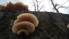 Basidiomycota
