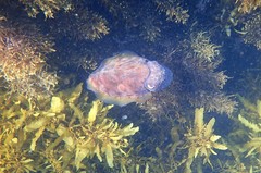 Sepia mestus