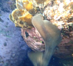 Sepia mestus