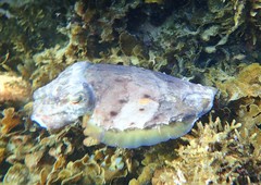 Sepia mestus