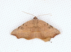 Laspeyria concavata